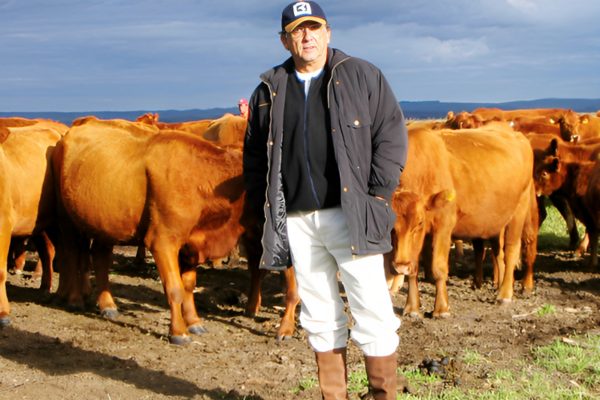 Galvão Bueno - criação de gado
